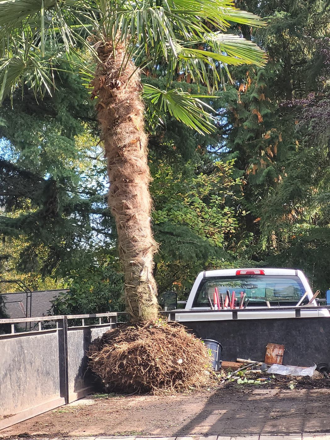 Large windmill palm loaded on a truck for planting
