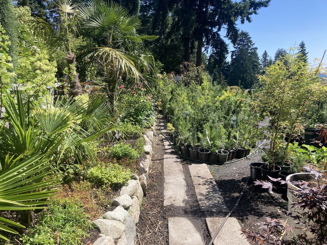 Stone path through the nursery lined with palms and potted plants