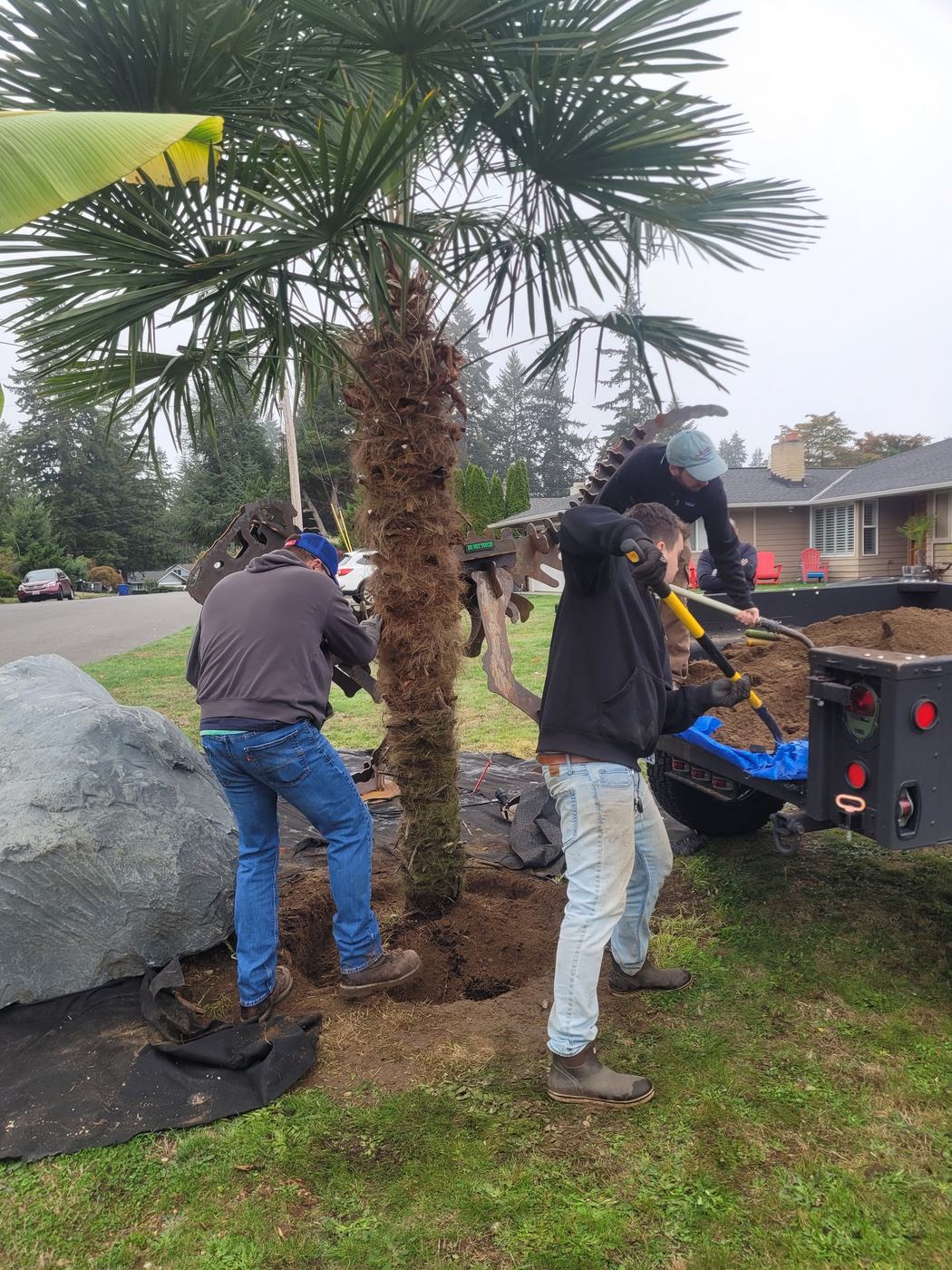 Crew planting a large palm