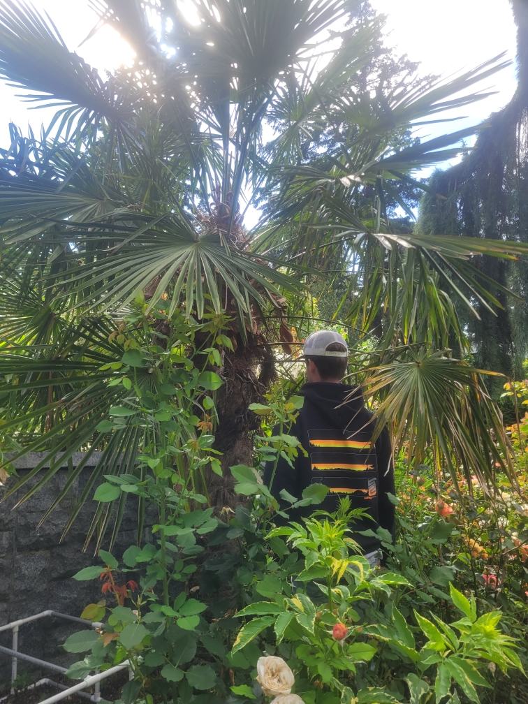 Palm growing in a planted garden