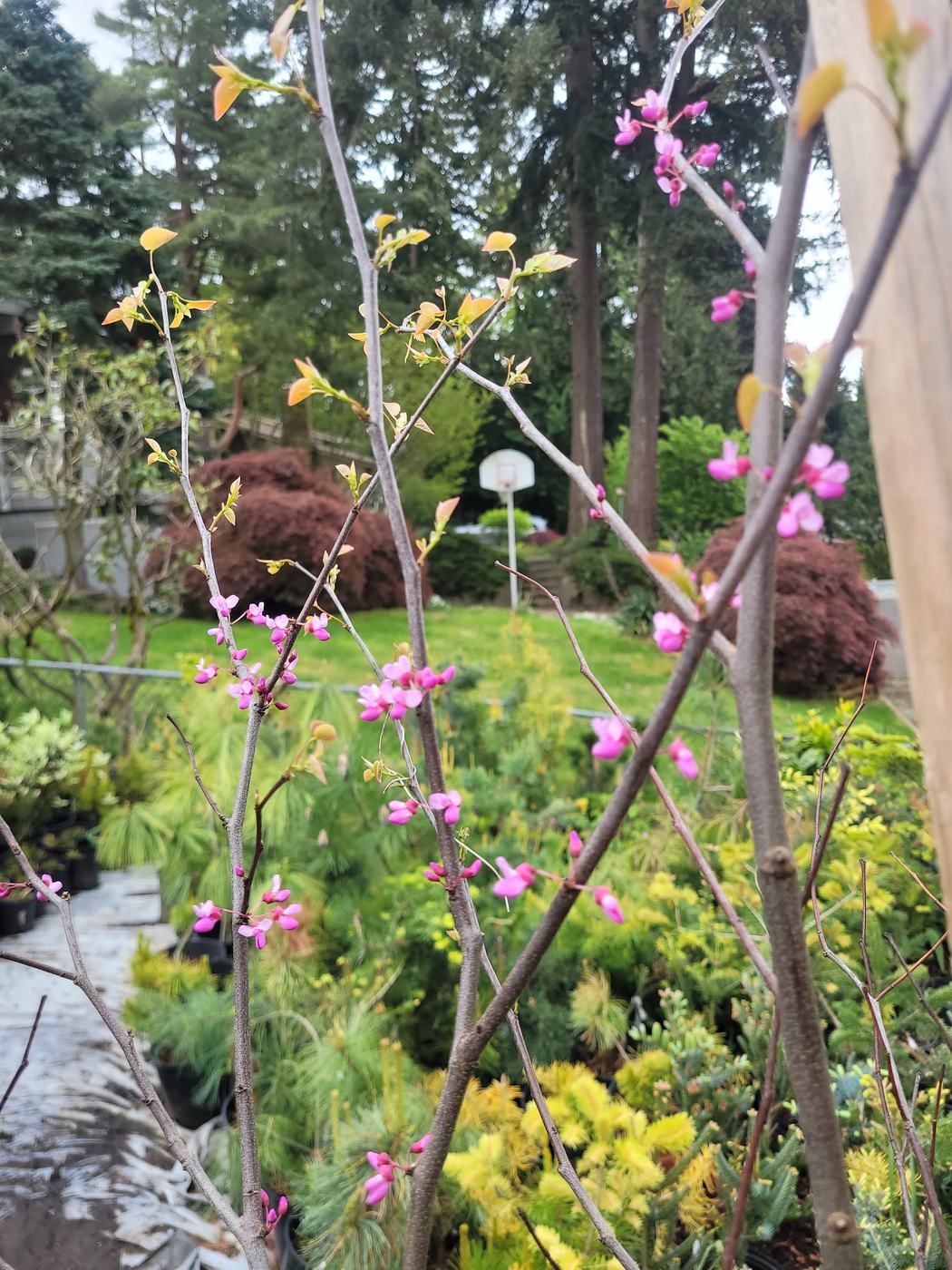 Flowering redbud in the garden