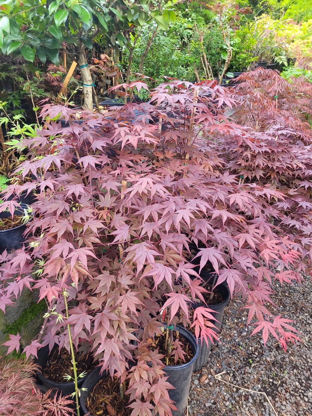 Red-leaf Japanese maple in a nursery pot