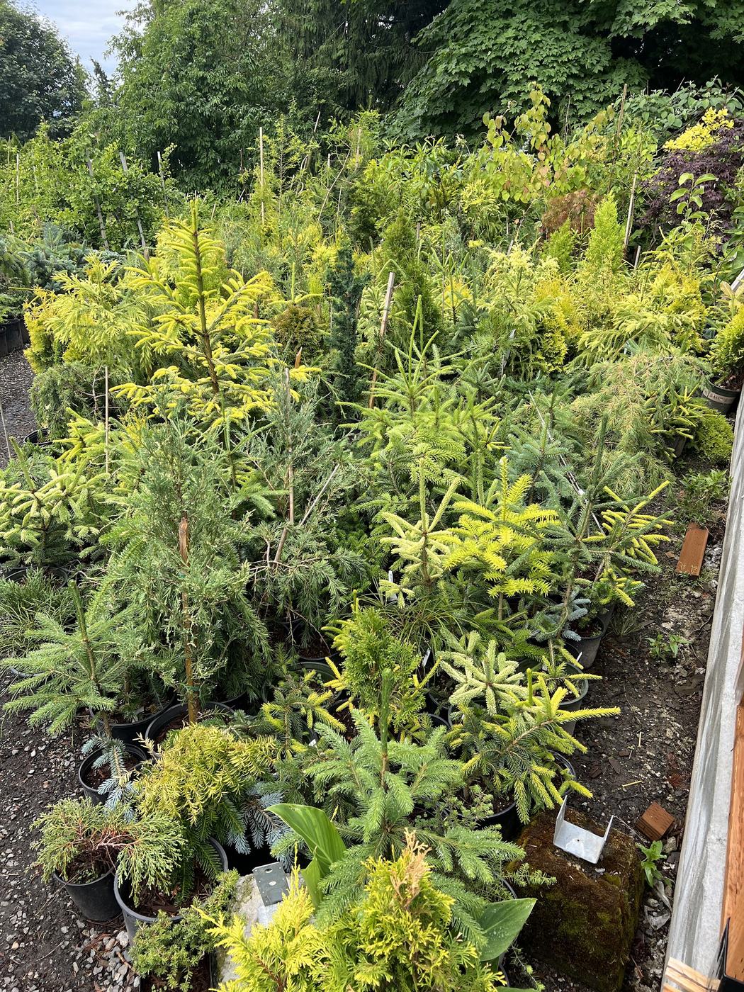 Rows of potted conifers and shrubs at the nursery