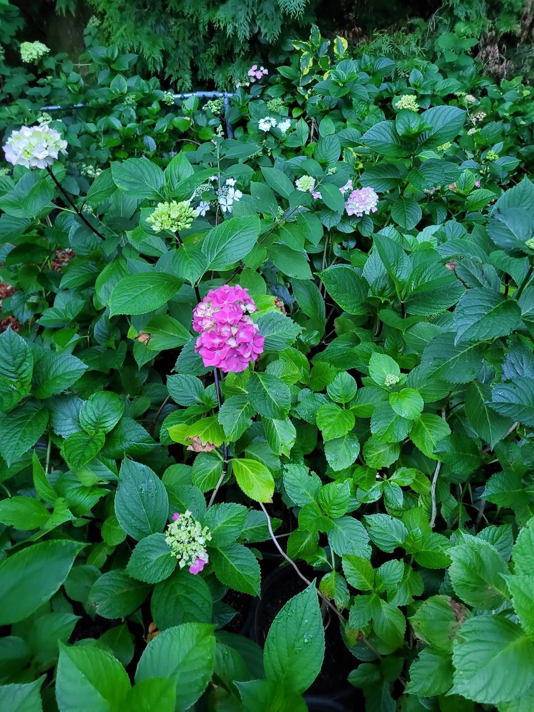 Hydrangeas in bloom