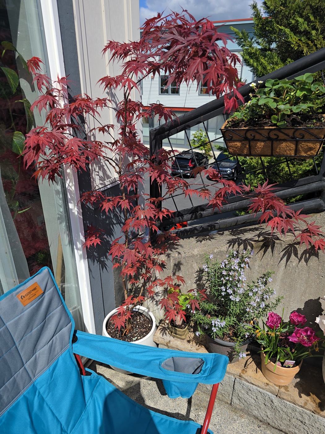 Red Japanese maple on a customer's patio