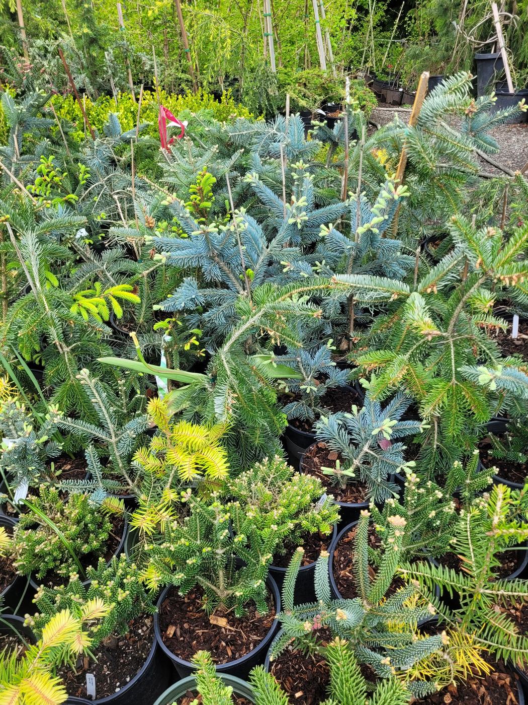 Blue spruce among mixed potted conifers