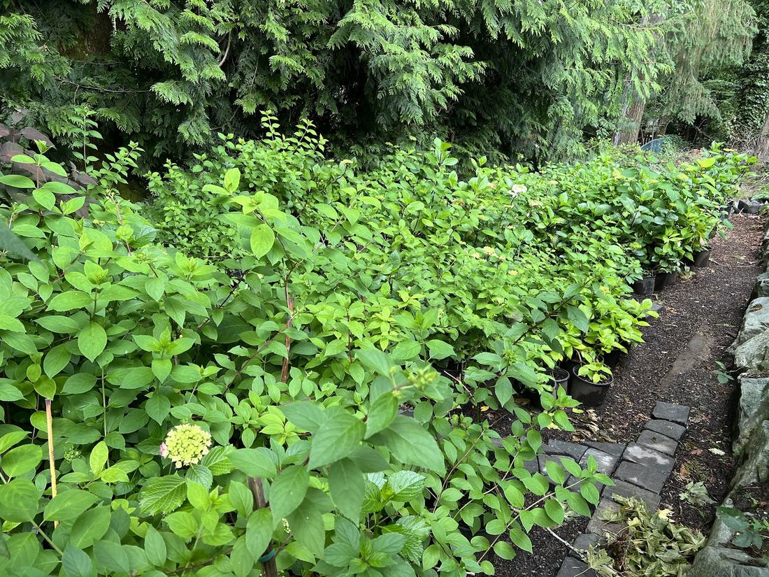 Beds of young hydrangeas