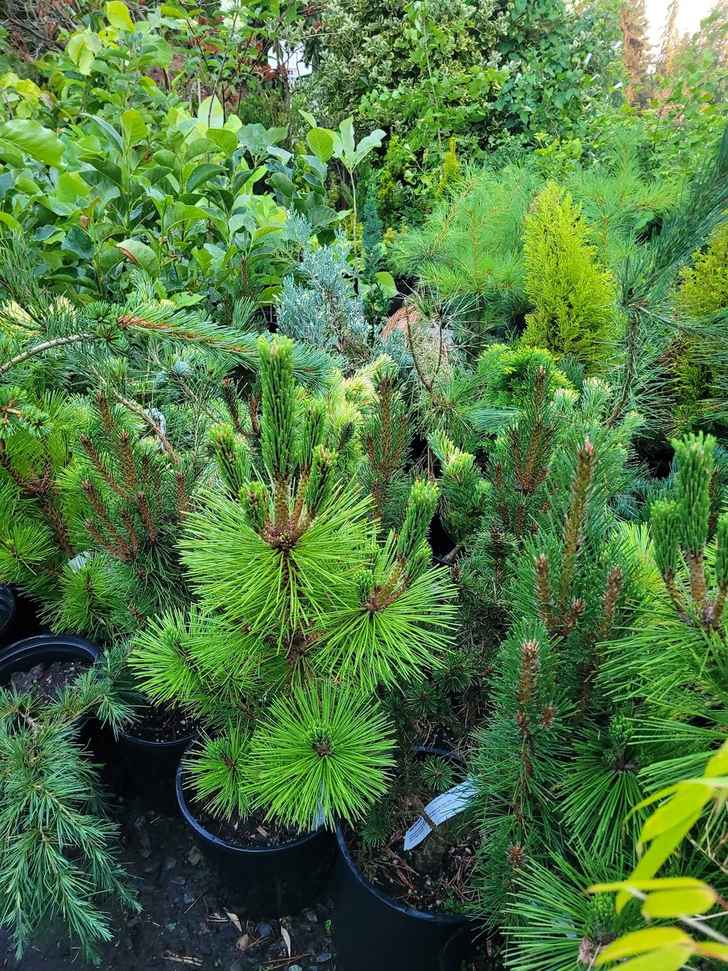 Potted pines and conifers