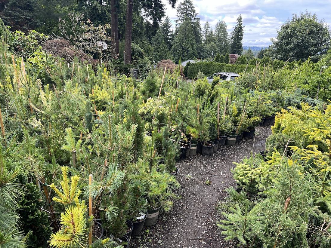 Wide view of the nursery's rows of potted trees and shrubs